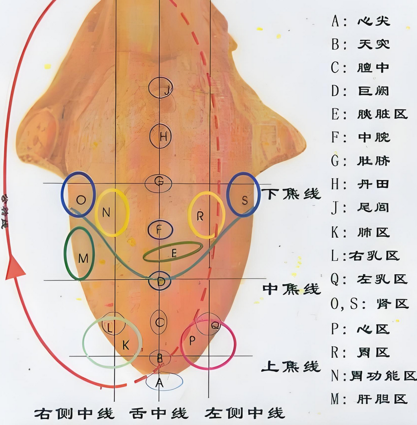 Guo's Tongue Diagnosis Chart: Learn to Observe the Tongue