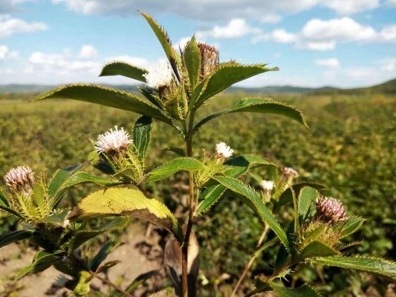 Transforming Dampness: The Role of Cang Zhu (Atractylodes lancea) in Traditional Chinese Medicine