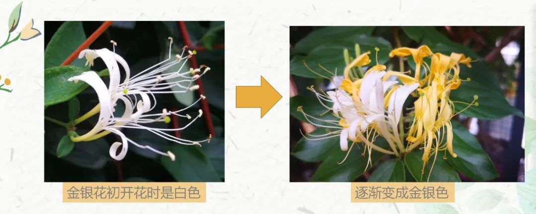 The Past and Present of Honeysuckle (Jin Yin Hua)