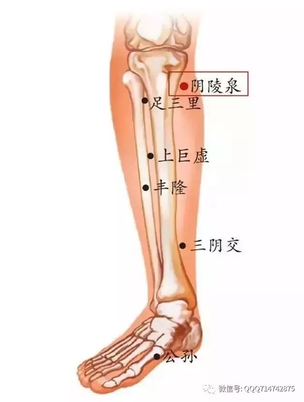How to Regulate Phlegm-Damp Constitution Without Supplementation?