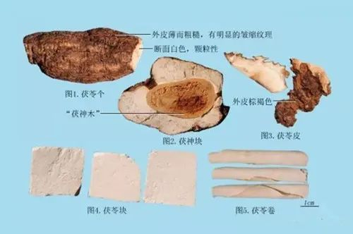 Effective Remedies for Strengthening the Spleen and Eliminating Dampness