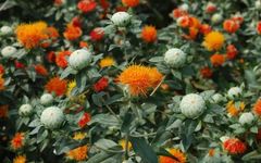 Distinguishing Between Honghua (Safflower) and Zanghonghua (Saffron) in Traditional Chinese Medicine