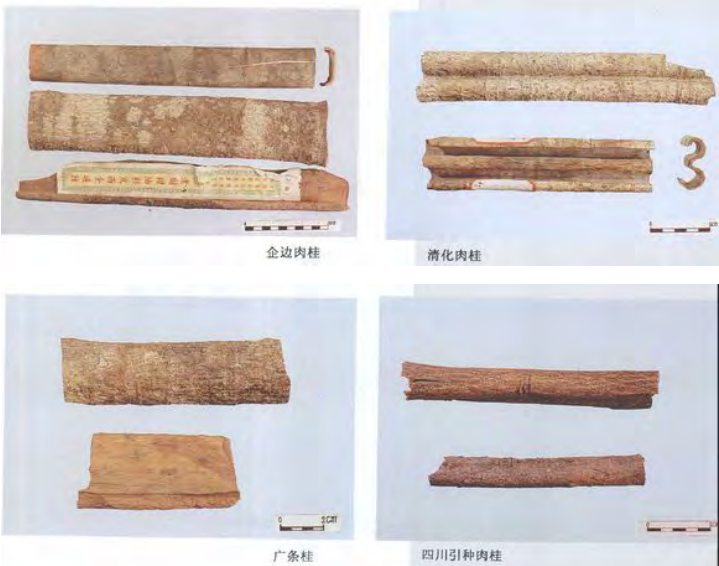 Traditional Chinese Medicine Herb: Cinnamon