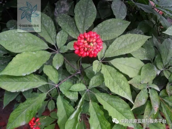The Medicinal Source of Ginseng