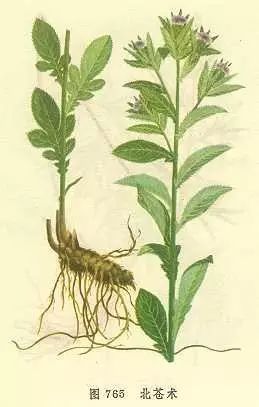 The Wisdom of Chinese Medicine in the Shennong Bencao Jing