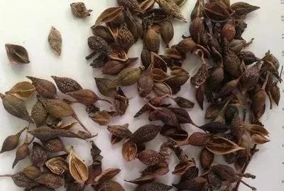 12 Herbs for Clearing Heat and Detoxification: Recommended for All Ages!