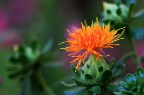Blood-Activating and Menstrual Regulation Herbs