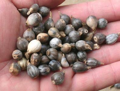 Job's Tears: The Supreme Medicine, Renowned as the "World's Best Rice"