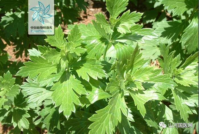 Aconite: A Comprehensive Overview