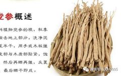 The Efficacy and Functions of Codonopsis (Dang Shen)