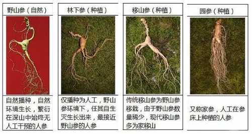 Daily Learning of a Chinese Herb: Ginseng