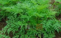 Blood-Invigorating and Stasis-Removing Herbs in Traditional Chinese Medicine