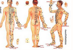 The Channels, Collaterals, Sinews, and Skin Areas in Traditional Chinese Medicine