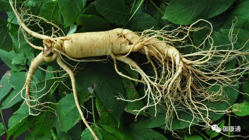 The Effects and Functions of Ginseng; How to Consume Ginseng for Best Results and Its Dietary Contraindications
