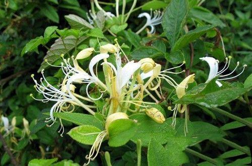 The Marvelous Medicinal Herb: Jin Yin Hua (Honeysuckle)