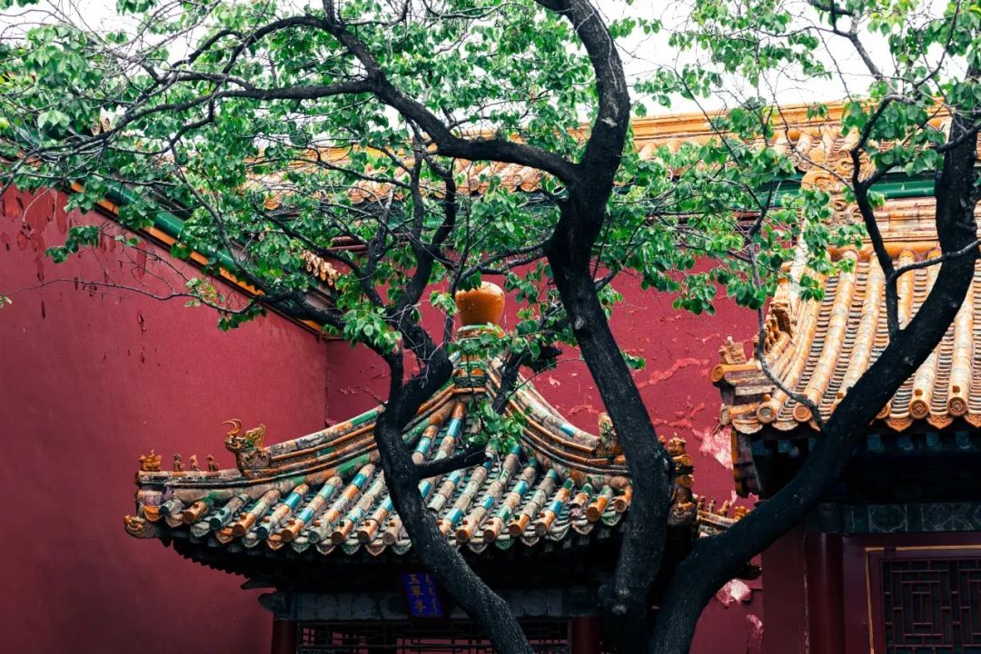 The Power of the Five Elements in Traditional Chinese Medicine