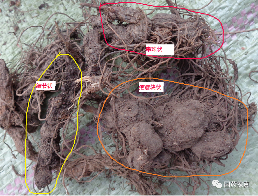 Distinguishing Between Mao Cang Zhu, Bei Cang Zhu, and Guan Cang Zhu