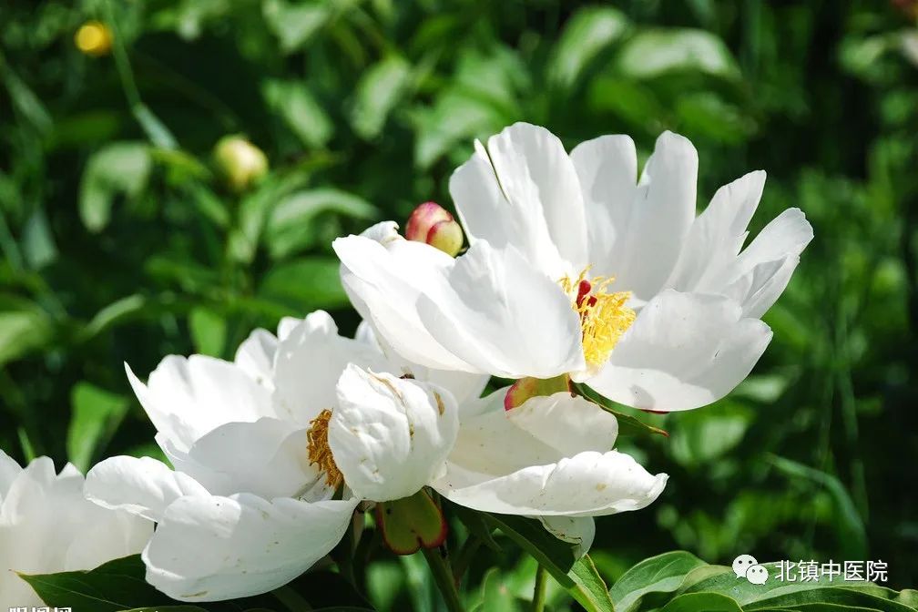 Bai Shao (White Peony) - A Comprehensive Overview