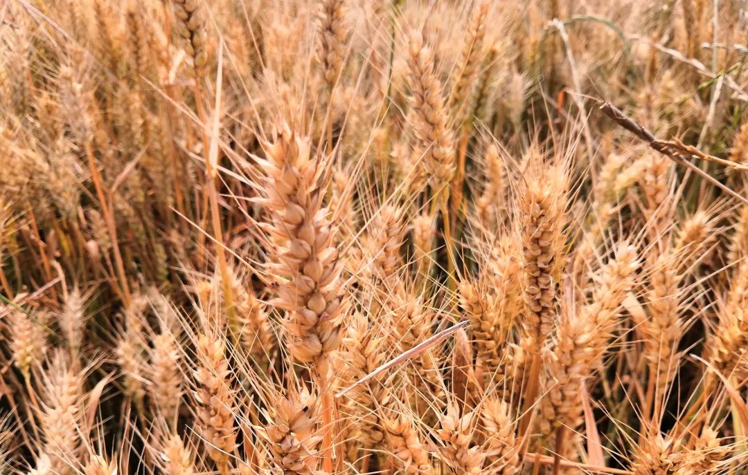 The Value of Whole Grains: Nourishing with the Five Grains