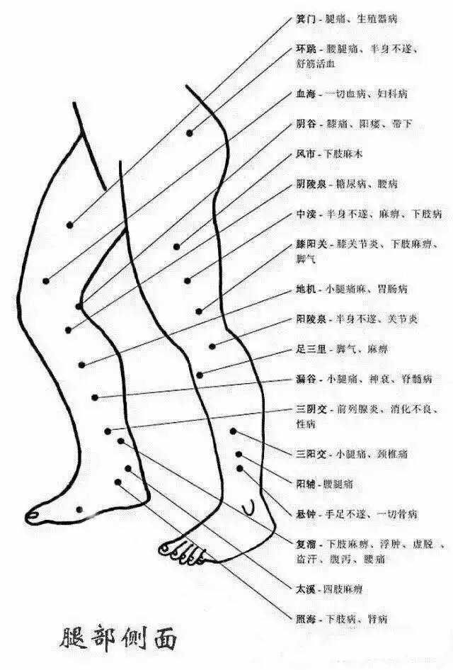 Comprehensive Explanation of Human Acupuncture Points and Their Effects: A Must-Read for Acupuncture Students!