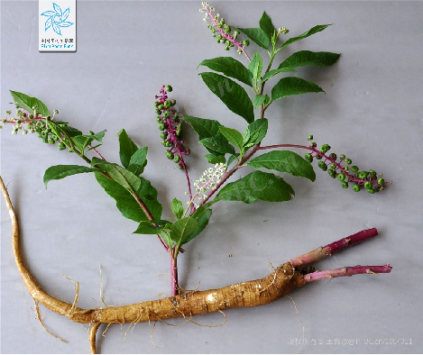 Understanding a Chinese Herbal Medicine Each Day: Ginseng
