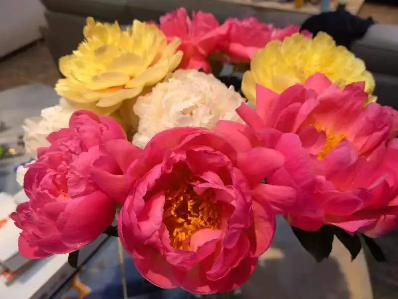 The Arrival of Peony Season: A Beautiful and Valuable Traditional Chinese Medicine