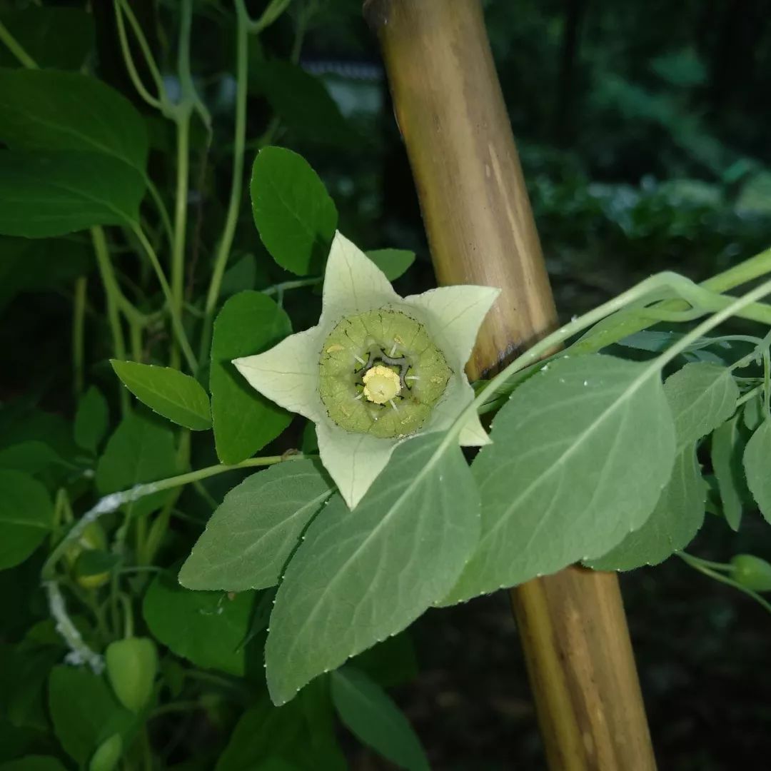 Codonopsis pilosula: A Comprehensive Overview of Its Benefits and Uses