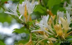 The Magical Effects of Honeysuckle on the Body: What You May Not Know