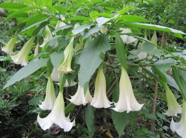A Comprehensive Guide to 50 Common Medicinal Herbs in Rural Areas