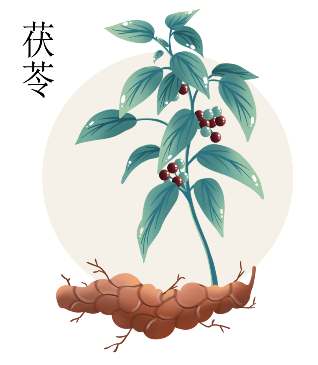 The Four Varieties of Poria: Different Effects and Uses