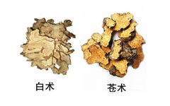 Comparative Use of Cang Zhu (Atractylodes lancea) and Bai Zhu (Atractylodes macrocephala)