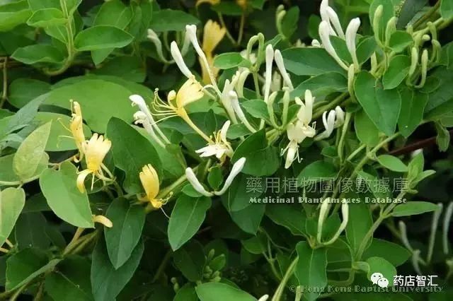 Honeysuckle: A Comprehensive Overview