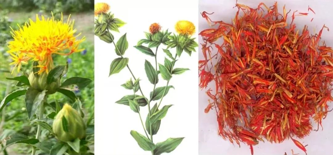Carthamus (Safflower): Invigorating Blood Circulation and Dispelling Stasis