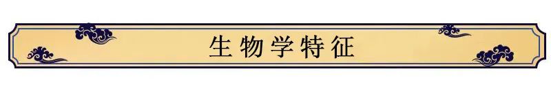 Overview of Rehmannia (Di Huang)