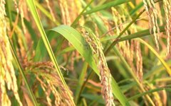 The Value of Whole Grains: Nourishing with the Five Grains