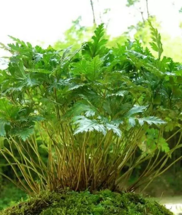Learning About Huang Lian (Coptis Rhizoma) - A Daily TCM Practice
