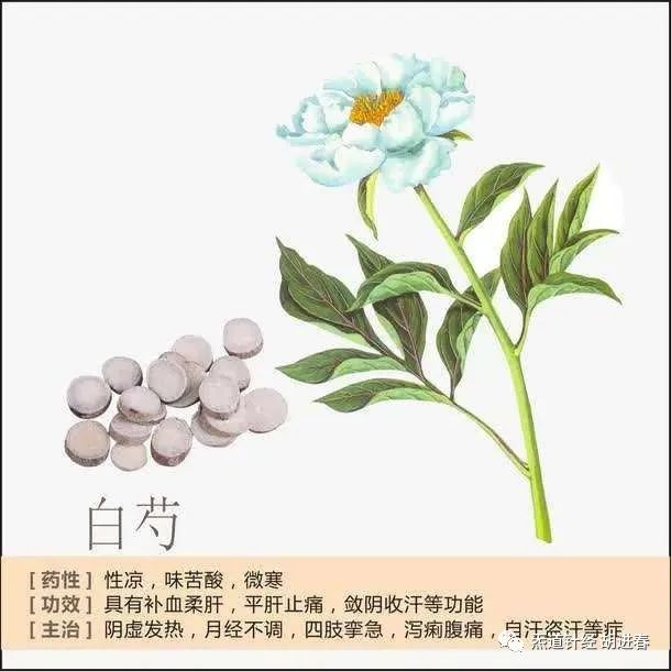 Daily Study of a Chinese Herb: Bai Shao (White Peony)