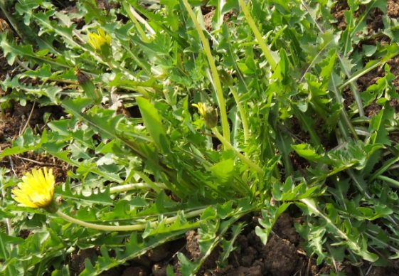 9 Best Chinese Herbs for Clearing Heat and Detoxification