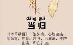 Daily Herb: Angelica Sinensis (Dang Gui)
