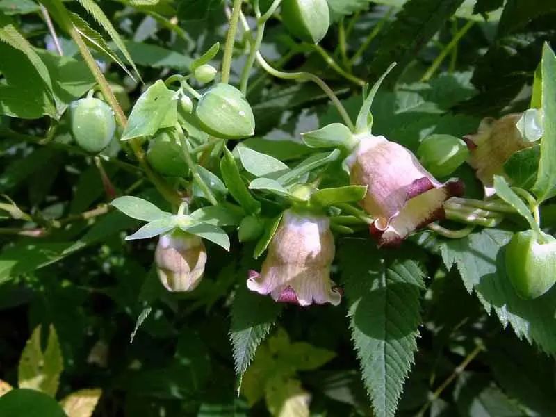 Knowledge of Ginseng Part Seven - The Effects and Usage of Codonopsis