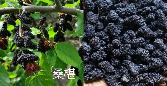 9 Effective Folk Remedies for Treating Anemia in Traditional Chinese Medicine