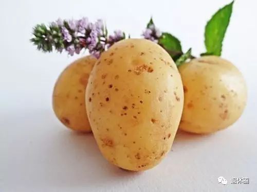 30 Dietary Therapy Recipes