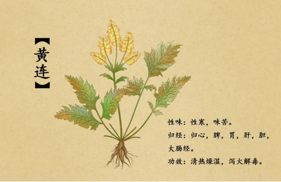 Understanding the Bitter Medicine: Huang Lian (Coptis chinensis)