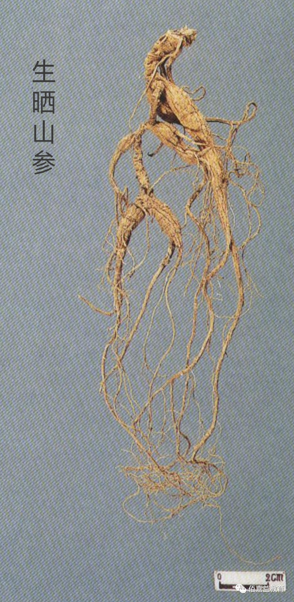 How to Distinguish Genuine from Fake Ginseng