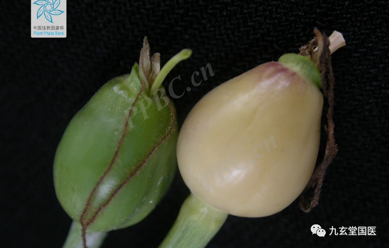 Traditional Chinese Medicine: Coix Seed and Coix Root