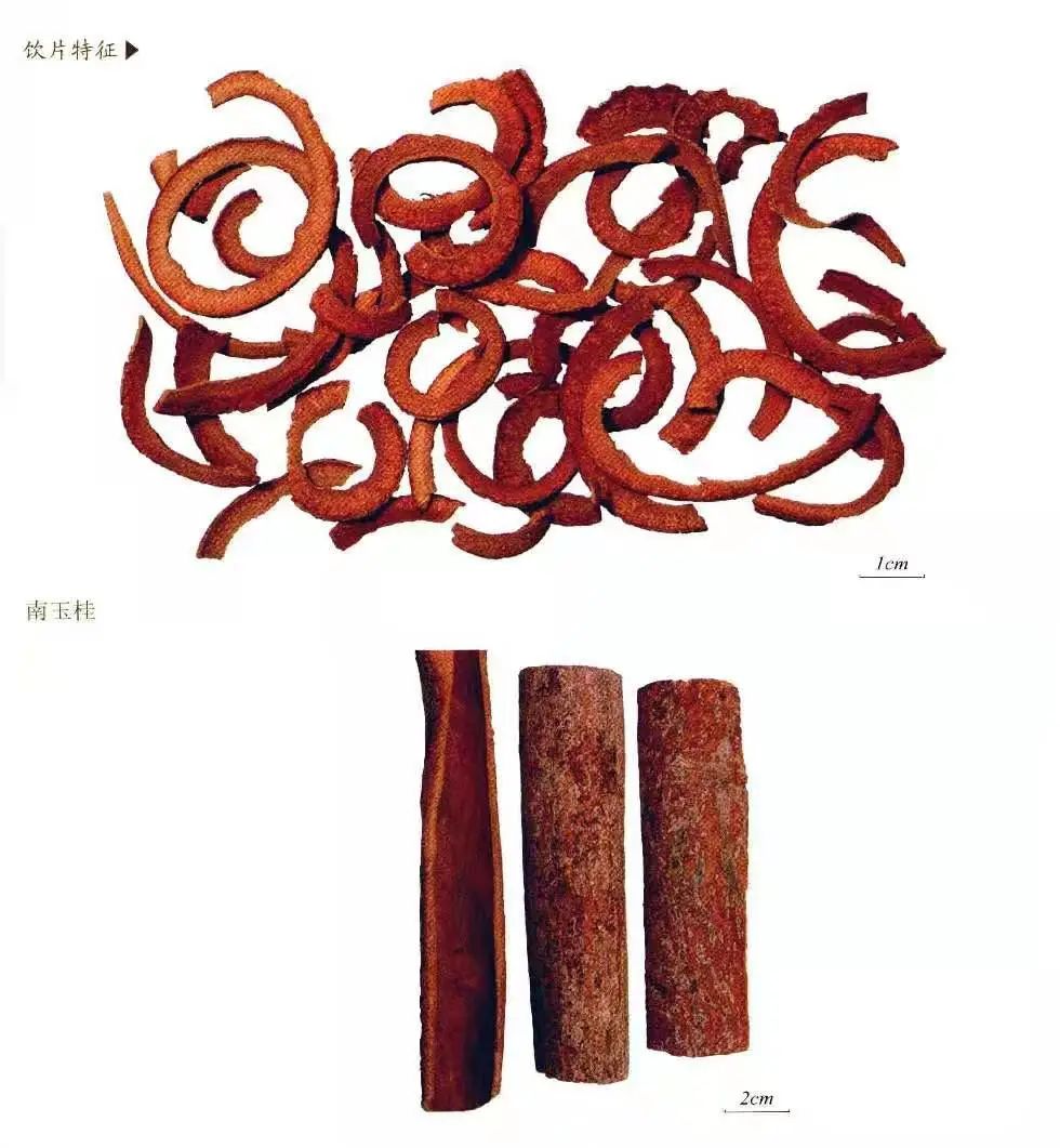 Dual Use of Medicine and Food - Cinnamon