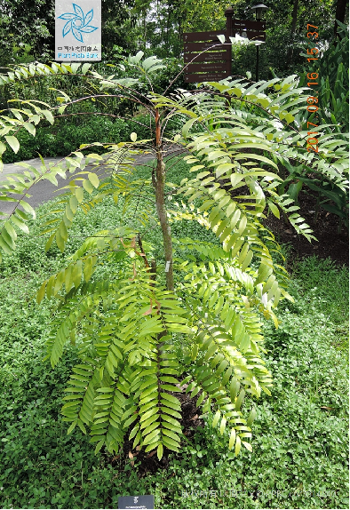 Understanding a Chinese Herbal Medicine Each Day: Ginseng