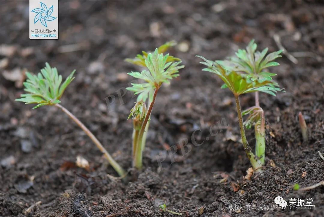 A Detailed Discussion on Chinese Herbal Medicine | Fu Zi (Aconite)