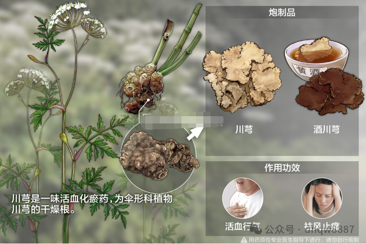 The Efficacy and Contraindications of Chuanxiong (Ligusticum chuanxiong)