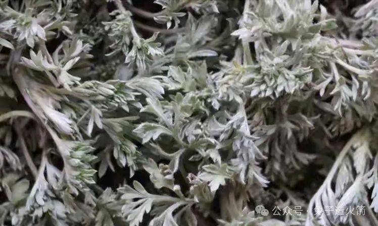 The Benefits of Eating Artemisia Annua in Spring: Clearing Heat, Detoxifying, and Nourishing the Liver